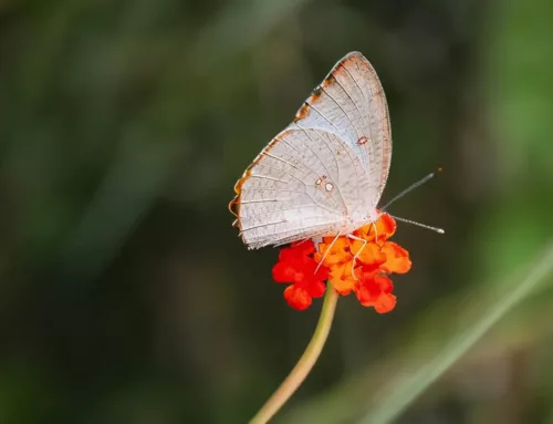 Voices of Guidance: When Knowledge Becomes Inspiration for Inner Transformation